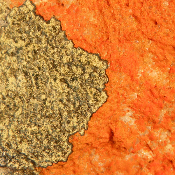 Lichen Trail in Sud Africa